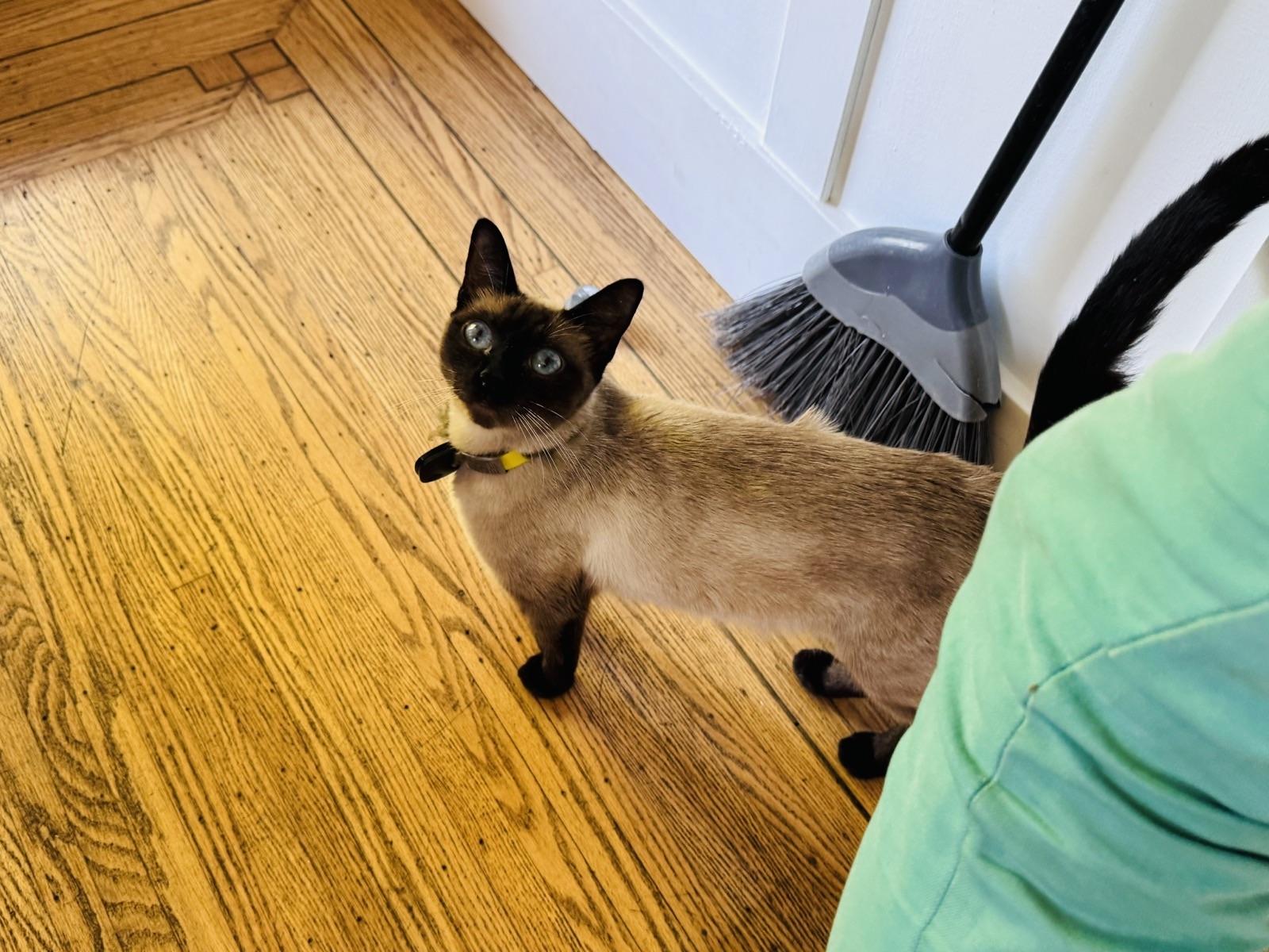 a cat, she is very pretty with a surprised look on her face, she has a pale body and has a dark head and dark feet.