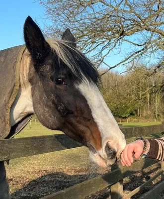 a beautiful brown horse
in a field with his giant head over the fence sniffing my hand with a tender
expression