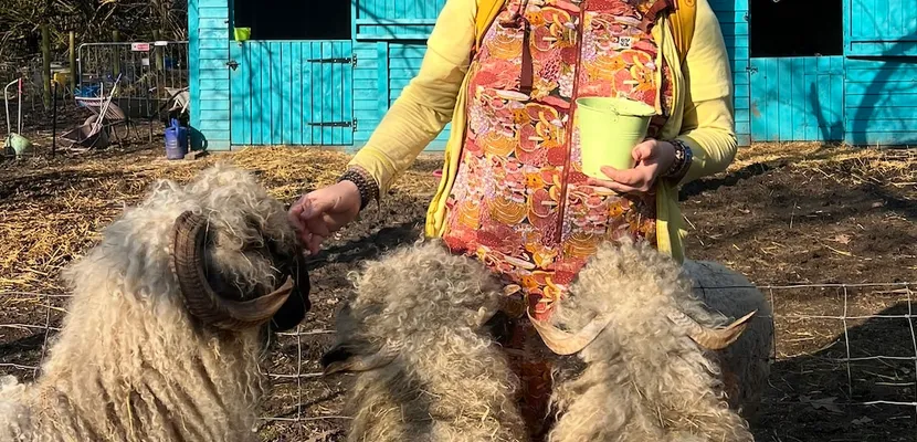 the midriff of my body.
i hold a yellow bucket in the left hand, and with my right i feed a sheep.
that's mother. there are two more sheep in the pic. behind me is a teal shed,
and a white form